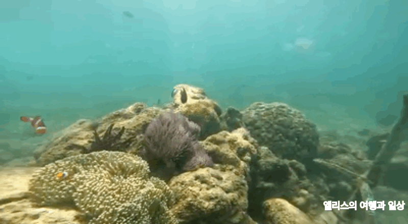 코타키나발루 씨워킹 사피섬 & 마누칸섬 투어 추천 예약 후기