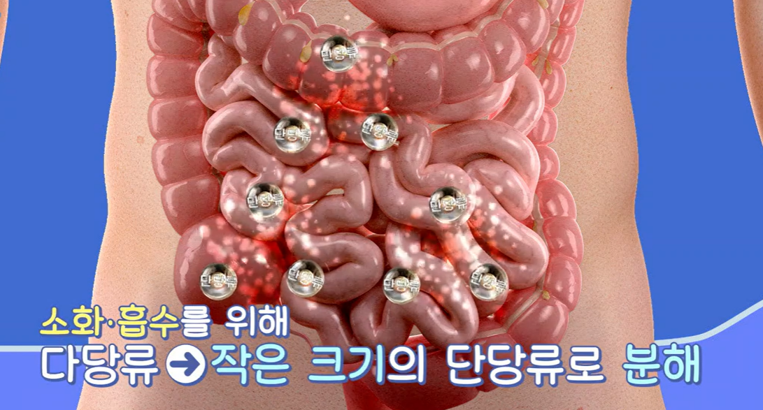 bnr17유산균 효능