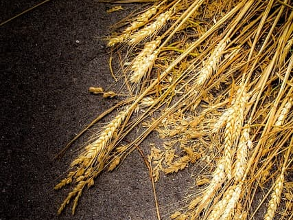 귀리와 쌀 비교