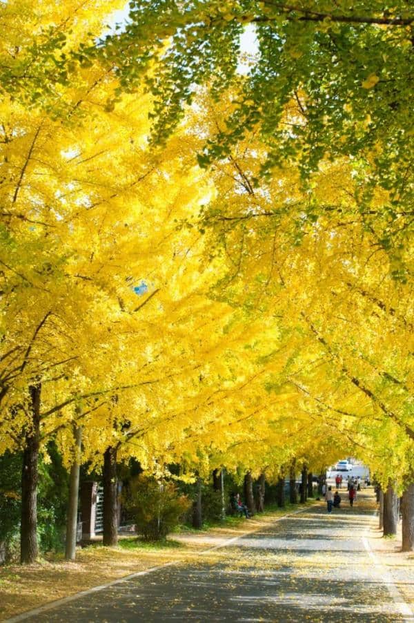 거창-의동마을의-은행나무들