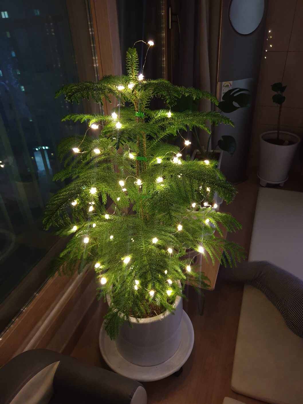 2019년도의 아라우카리아