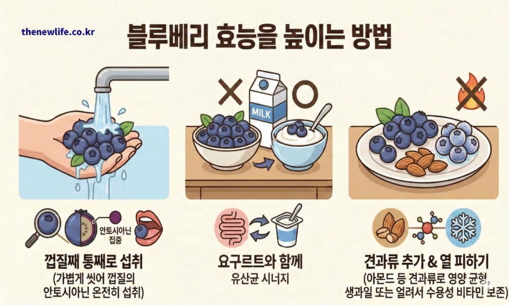 블루베리 효능을 온전히 체내에 흡수시키고 영양 효과를 높이는 올바른 섭취 방법을 설명한 이미지