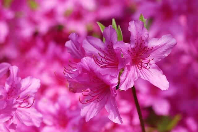 황매산 철쭉축제 근처 맛집 추천! 현지인 인정 합천·산청 밥집 BEST 5 (2025년)
