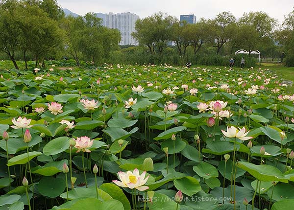연꽃밭-사진