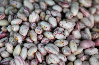 토마토 관련 사진