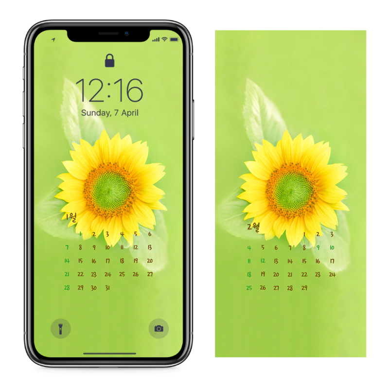 02 해바라기 연두색 AB - 2024년1월 아이폰달력배경화면