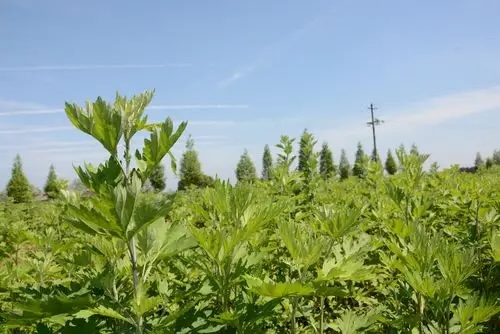 쑥 효능