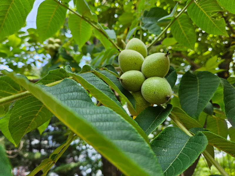가래나무 열매1