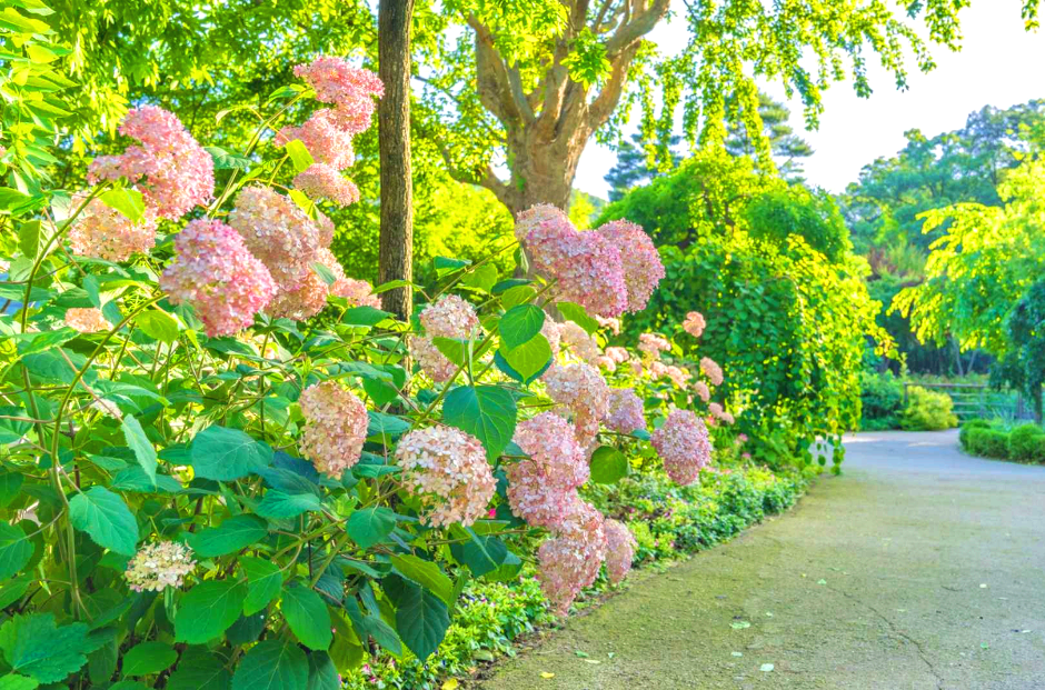화담숲 수국축제