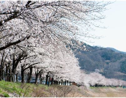 보령 벚꽃