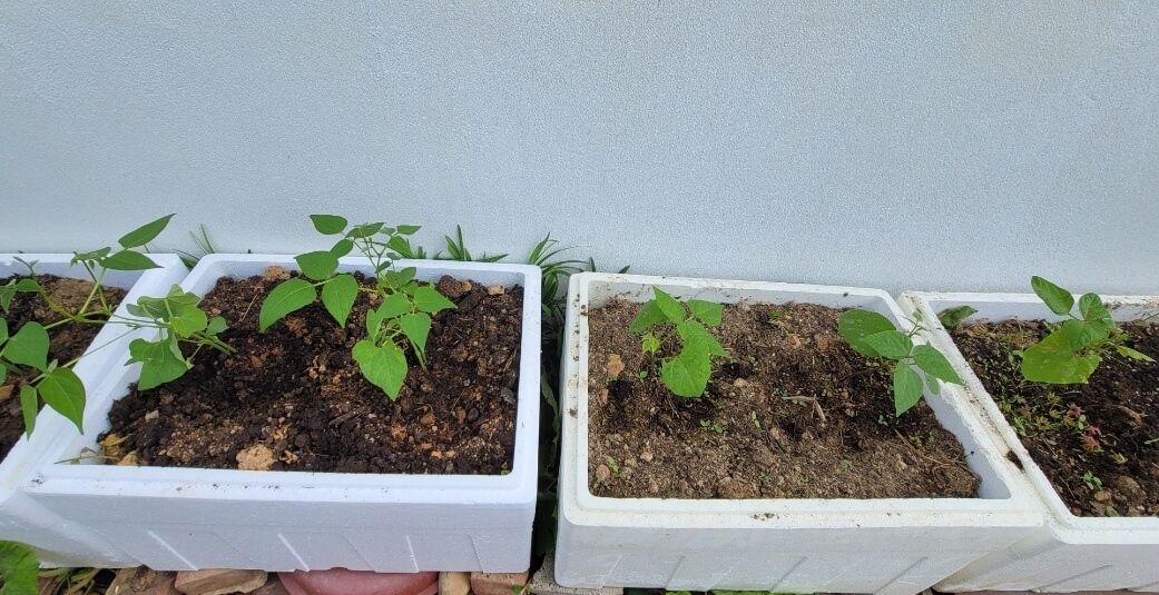 울타리콩-모종을-박스에-식재한-사진