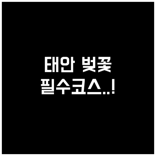 태안 벚꽃 개화 시기 비교 및 안면도..