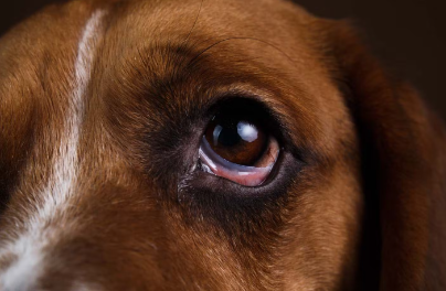 개의 눈이 빨갛고 충혈