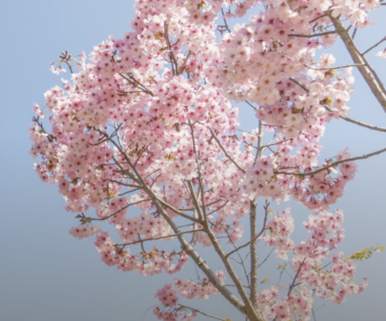 벚꽃 개화 시기-2