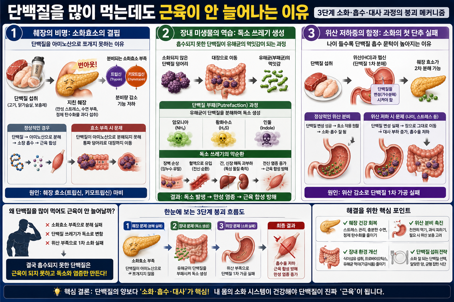 단백질을 많이 먹는데도 근육이 안 늘어나는 이유
