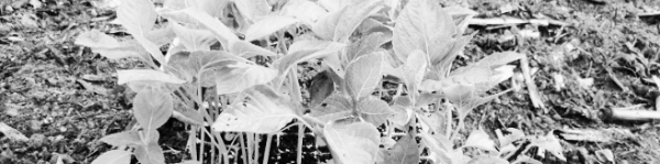 들깨가루 보관법: 냉장