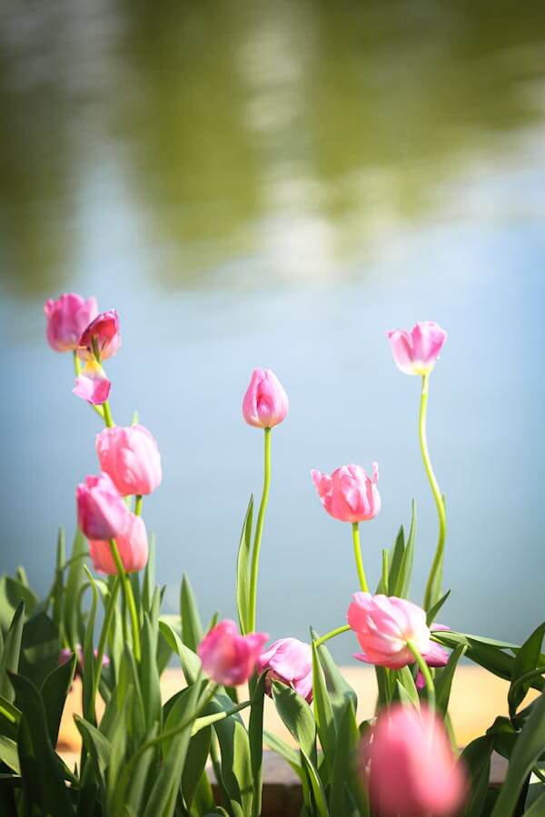 2025년 여의도 봄꽃 축제 일정 볼거리 가는 방법 주차장 완벽 정리