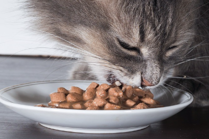 음식을 먹는 고양이 사진.