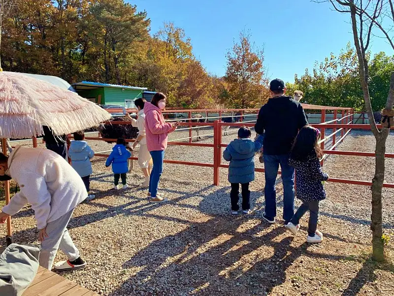 경남 함안 타조 농장 먹이주기, 퀴즈풀기, 알밟기, 교감하기 체험 가볼만한 곳 추천