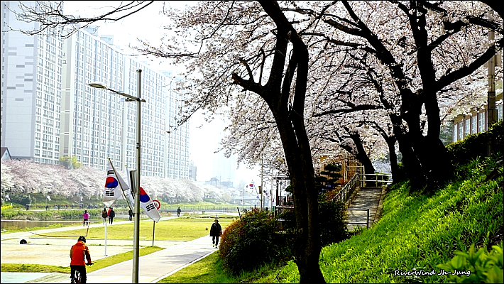 온천천의 벚꽃 풍경