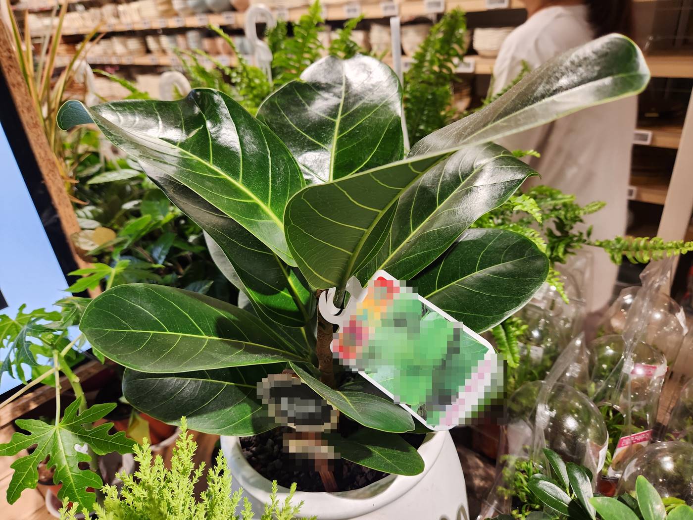 푸루미 고무나무 Furumi