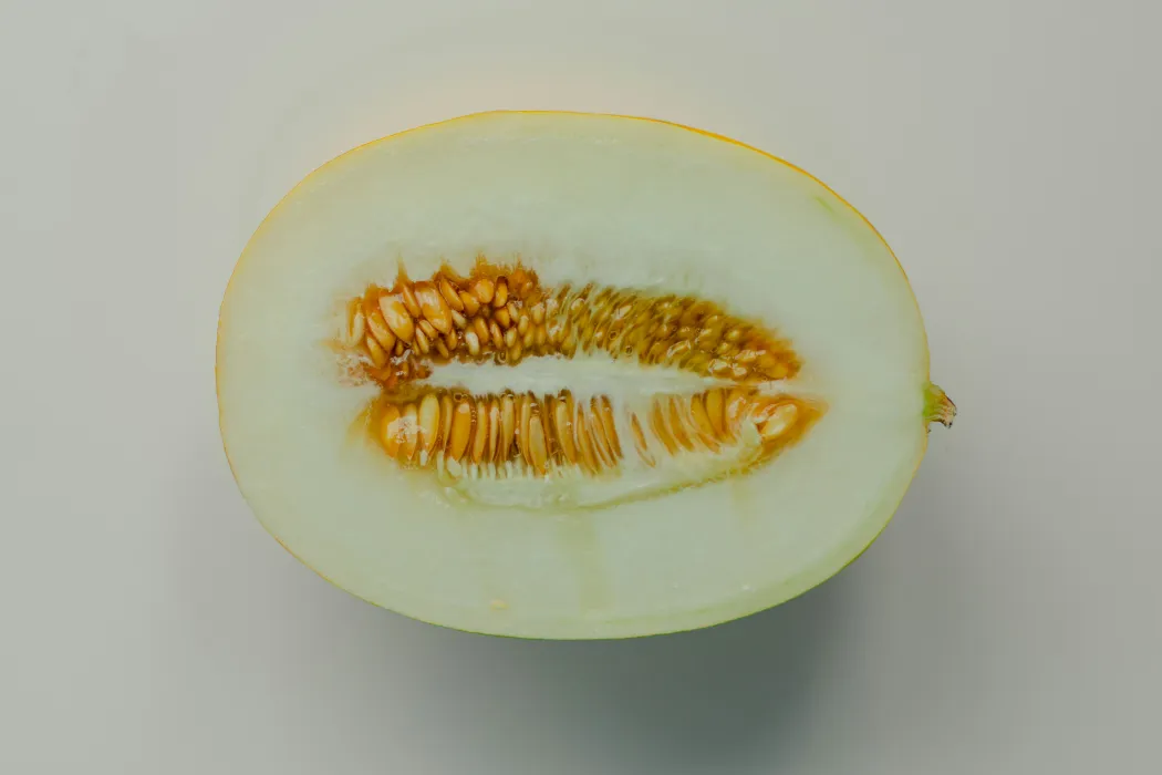 멜론-사진