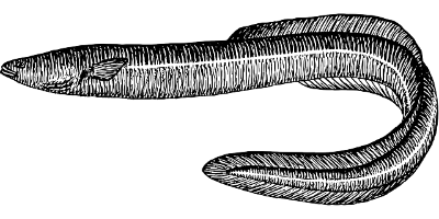 장어효능-및-장어상식