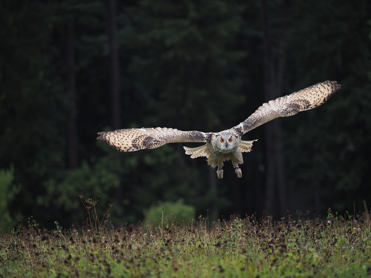 올빼미가 날아가는 사진