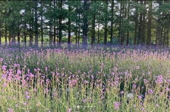 고성 라벤더 축제1
