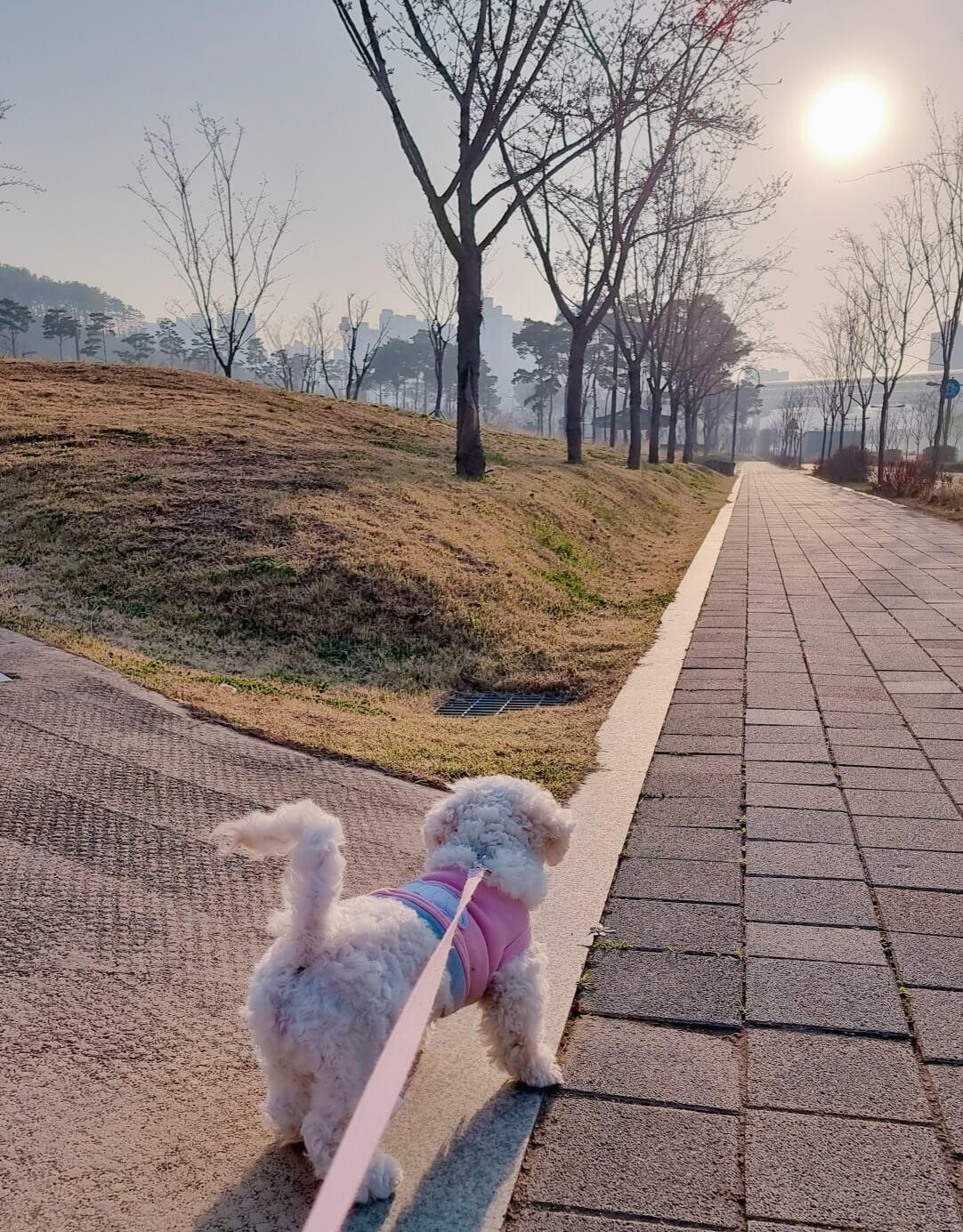 아침 산책중인 강아지
