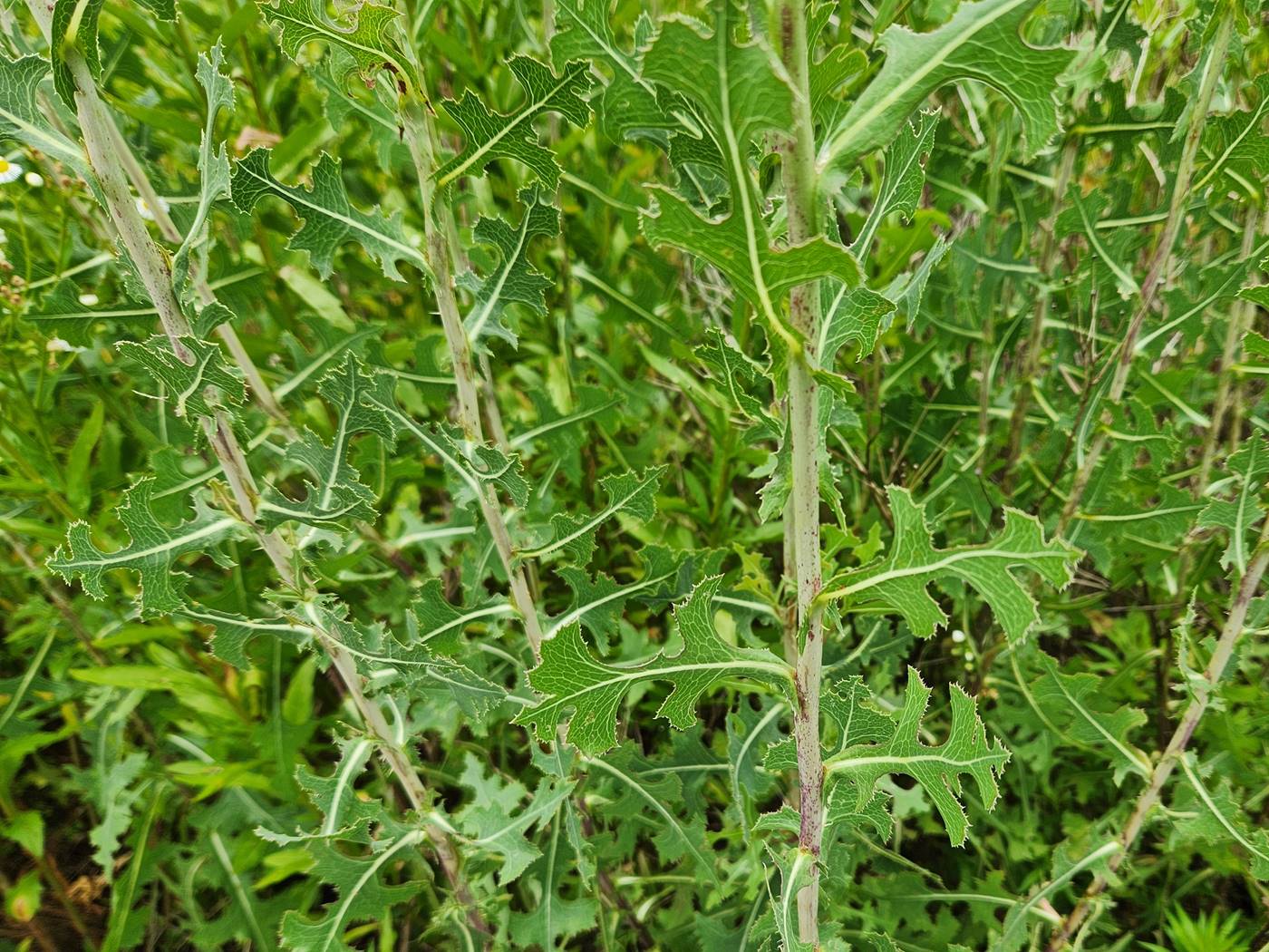 가시상추(가시상치)