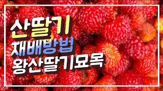 산딸기 재배 번식 방법 포트 묘 심기 잡초 관리_1