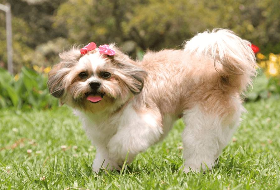 애완용 강아지 종류 및 특징 정리 - 소형 강아지 종류