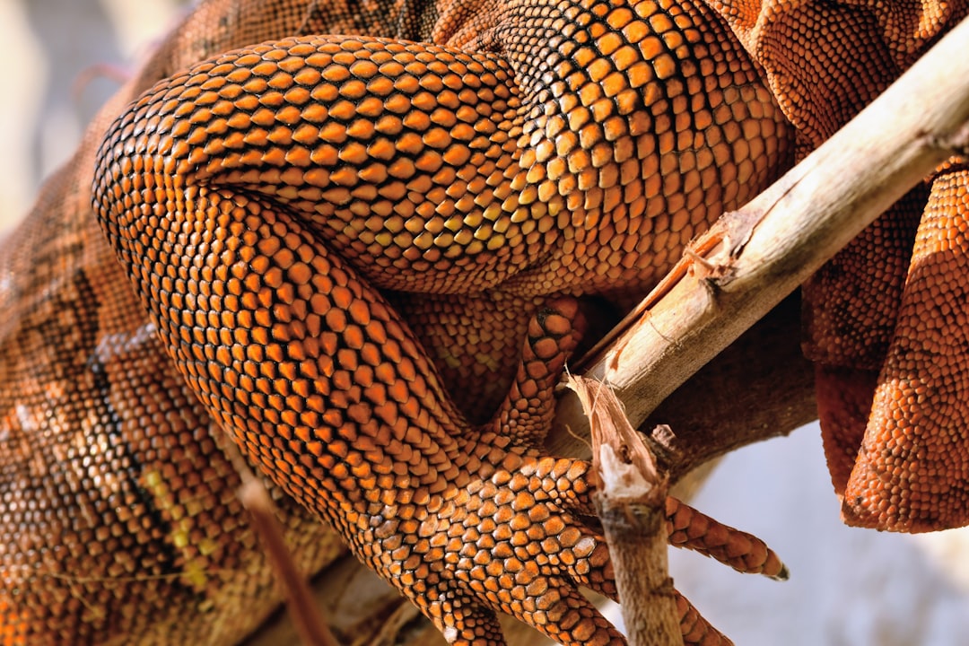 2025 구제역 관련주: 투자 전략과 주의 사항 총정리 관련 이미지 1