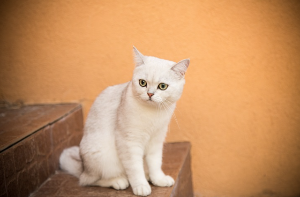 계단에 앉아 있는 고양이