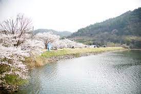 전라남도 나주 한수제 벚꽃 명소 베스트 5 벚꽃시기 만개시기 드라이브 코스