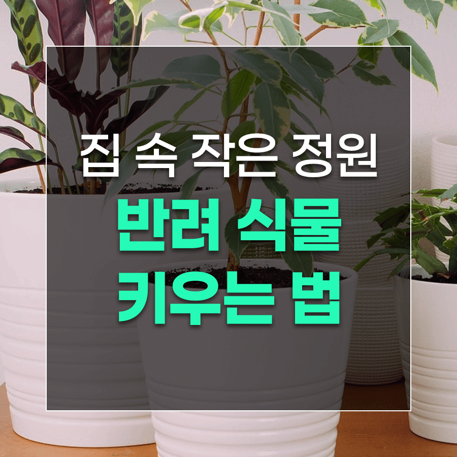집 속 작은 정원 반려 식물 키우는 법