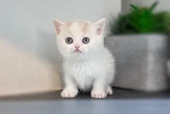 먼치킨 고양이 유전병_2