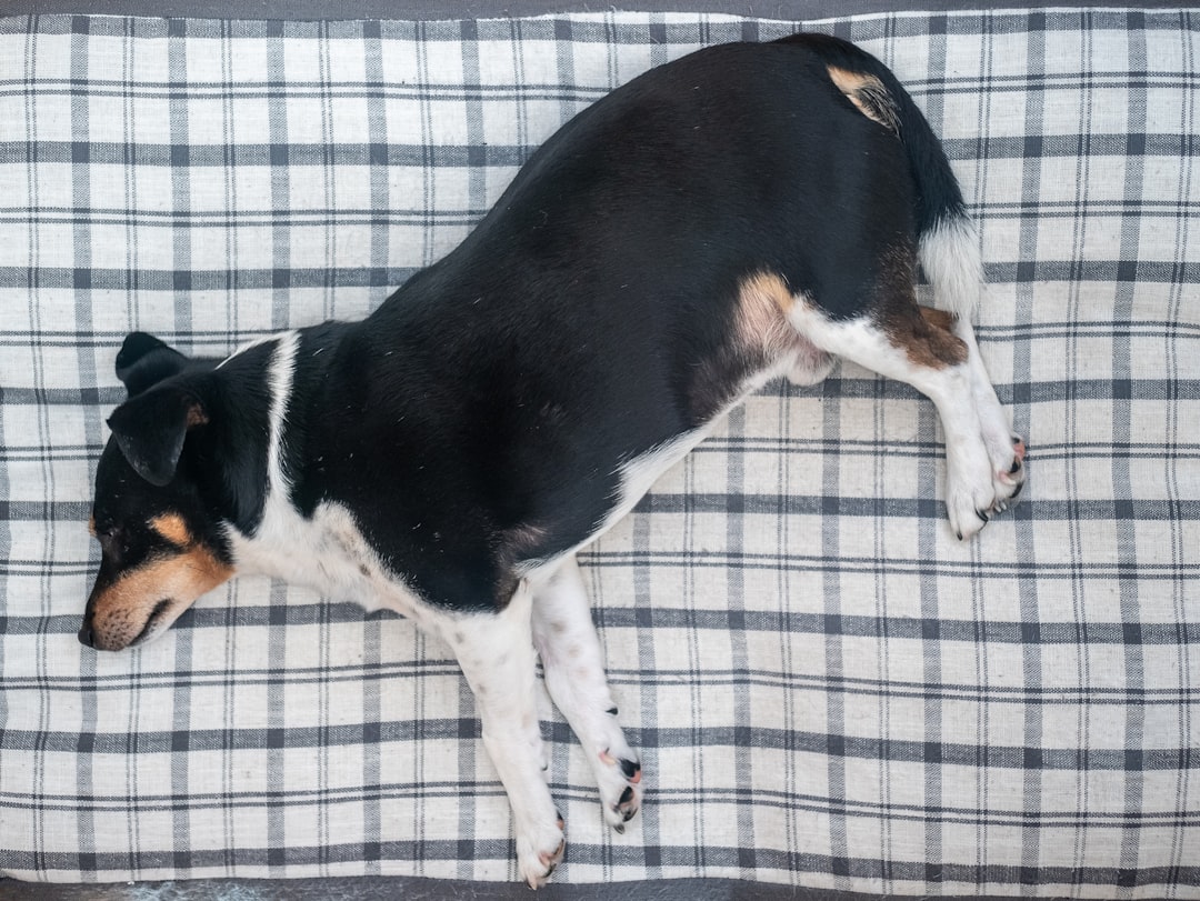 Dog bed.