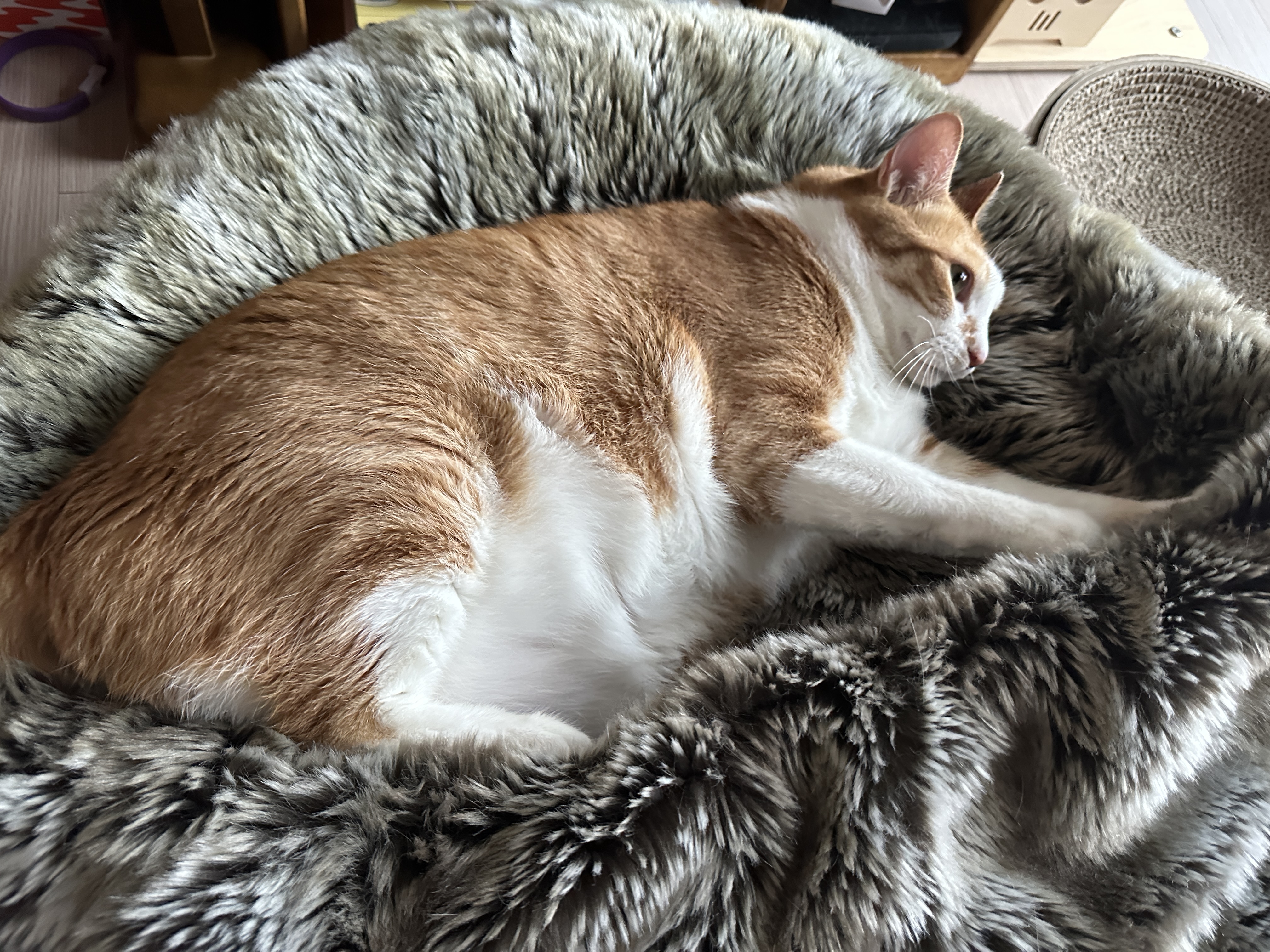 방석에서_파워_꾹꾹이_하는_치즈냥이_호야