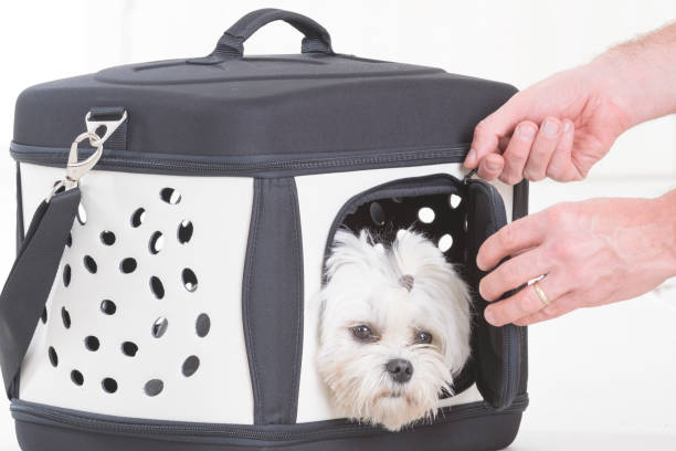 강아지 이동장 종류와 선택법