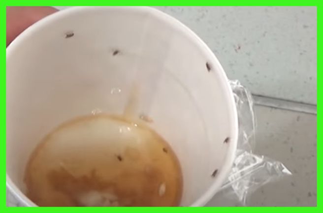 초파리 없애는 방법