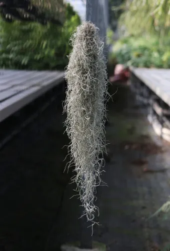 수염틸란드시아 키우는 방법, 물주기, 분갈이, 화분, 자르기_31