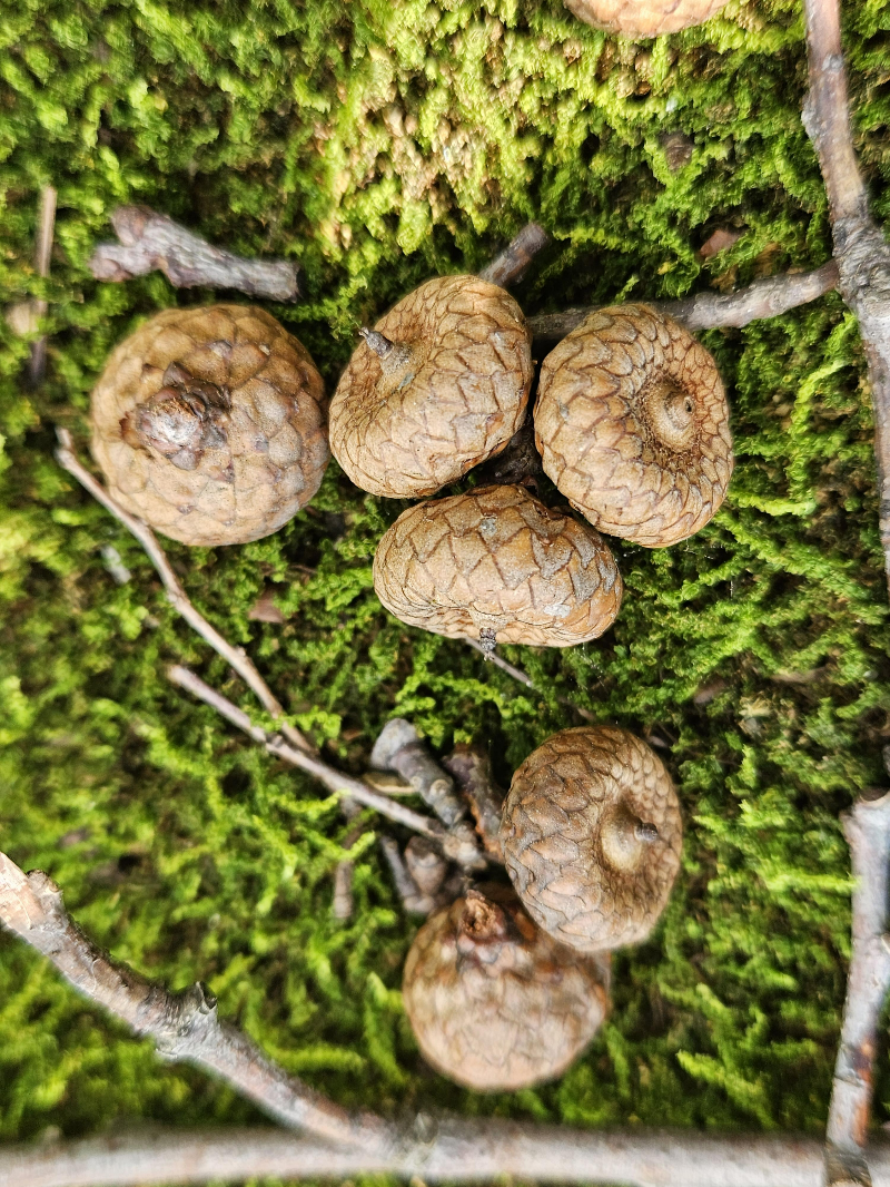 대왕참나무 열매1