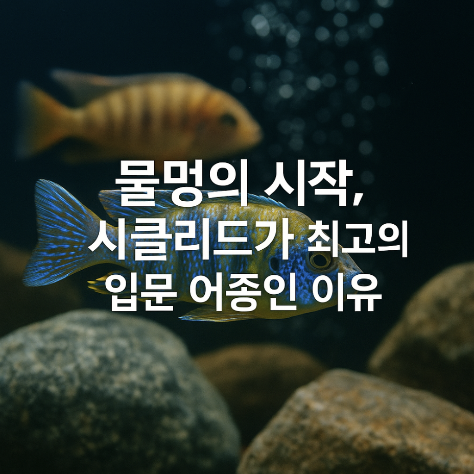 물멍의 시작, 시클리드가 최고의 입문 어종인 이유