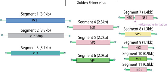 레오바이러스 유전자