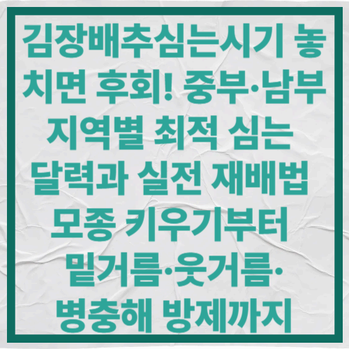 김장배추심는시기 놓치면 후회!
중부·남부 지역별 최적 심는 달력과 실전 재배법