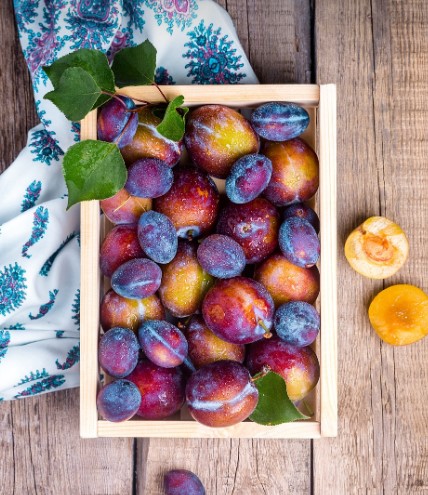 여름 과일 자두