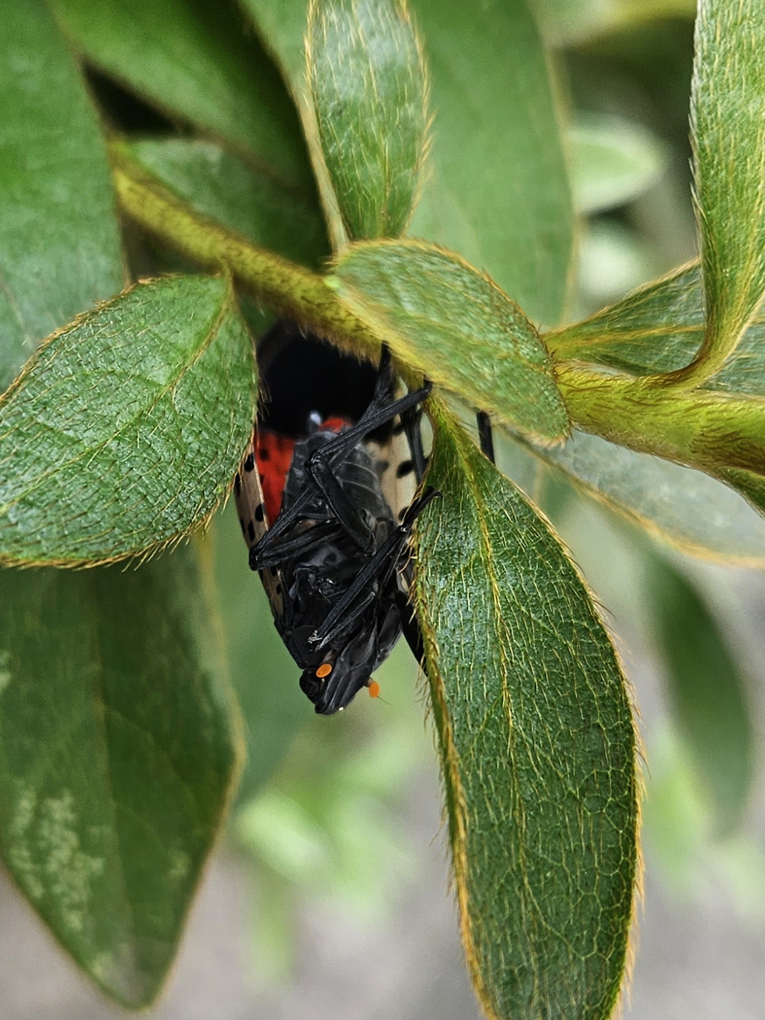주홍날개꽃매미4