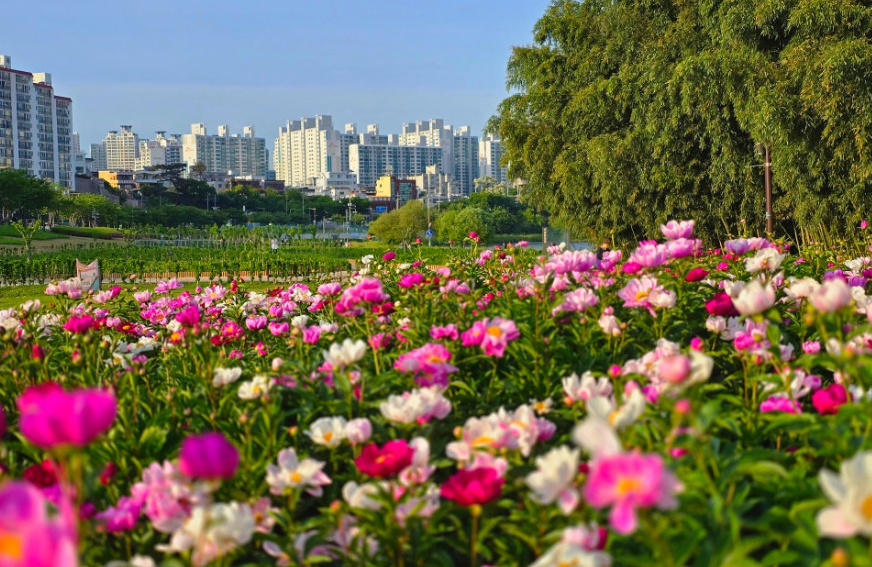 울산 태화강국가정원 작약꽃